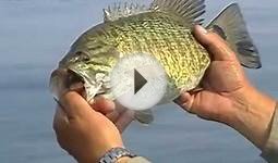 Lake Erie - Monster Smallmouth - GoFishDan